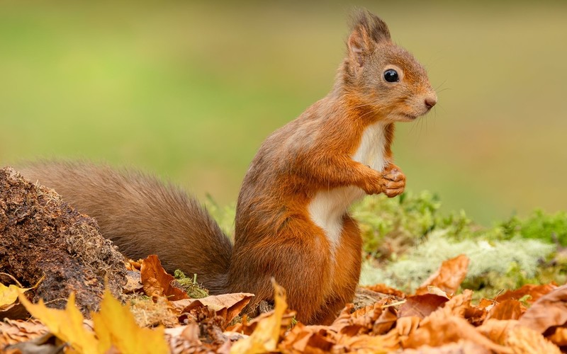 In medieval England, squirrels could spread leprosy