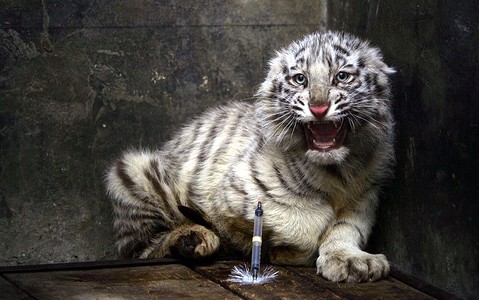 Rare white lions, tigers born in private Polish zoo