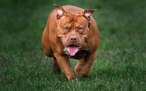 London: Another fatal man bitten by American XL Bully dogs