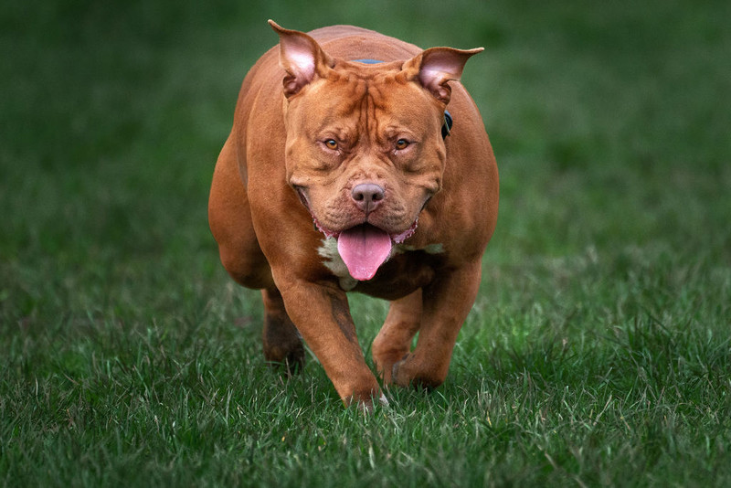 Londyn: Kolejne śmiertelne pogryzienie człowieka przez psy American XL Bully