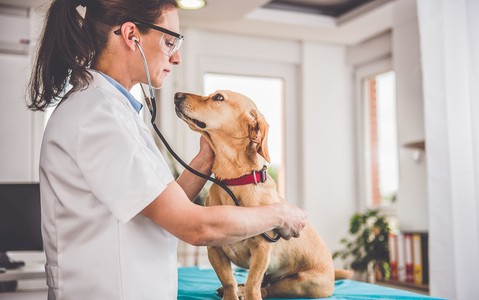 CMA issues tips for pet owners as its announces full market investigation into the UK vet sector