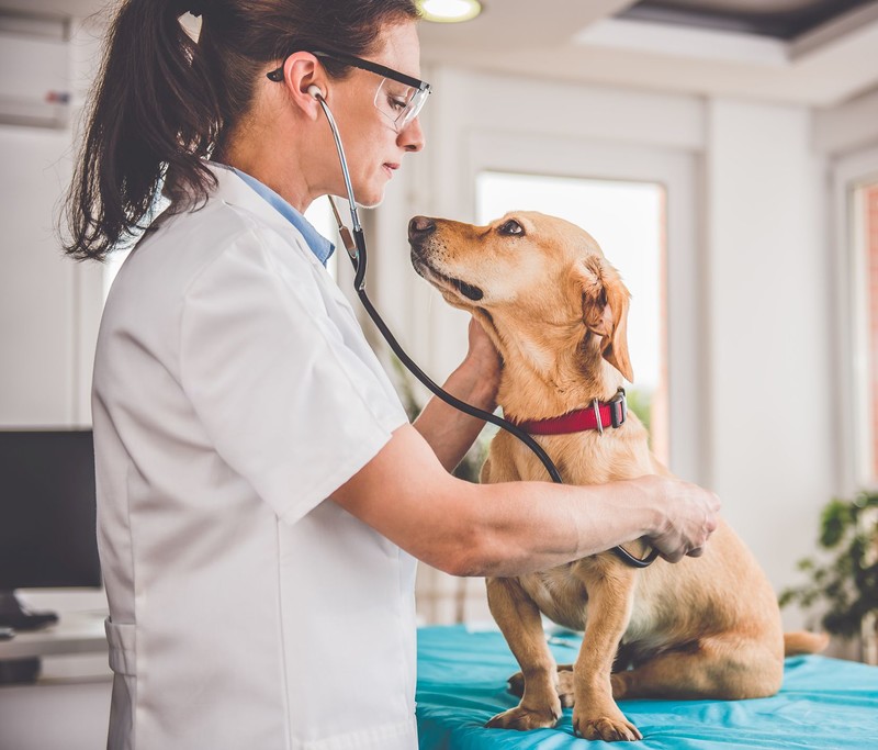 CMA issues tips for pet owners as its announces full market investigation into the UK vet sector