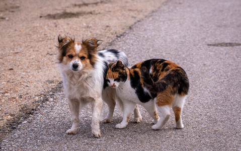 Badanie: W Polsce 75 tys. psów i 750 tys. kotów żyje na ulicach