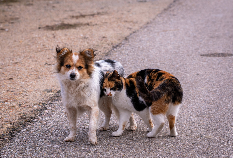Badanie: W Polsce 75 tys. psów i 750 tys. kotów żyje na ulicach
