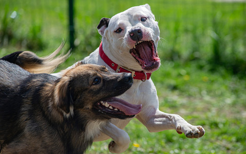 W Anglii i Walii wzrosła liczba ataków psów na ludzi i inne psy