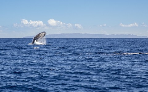 Portugalia: Wieloryby coraz częściej widziane w sąsiedztwie plaż