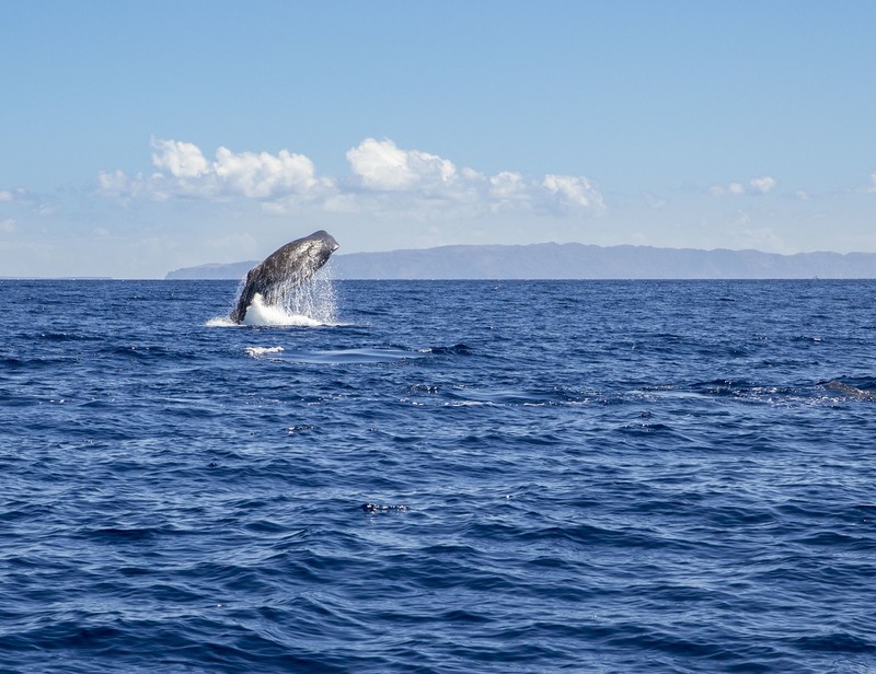 Portugalia: Wieloryby coraz częściej widziane w sąsiedztwie plaż
