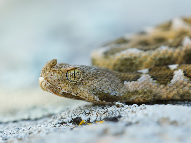 Croatia: Europe's most dangerous vipers were encountered in Zadar