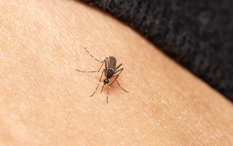 Komary przenoszące choroby tropikalne rozprzestrzeniają się w całej Europie