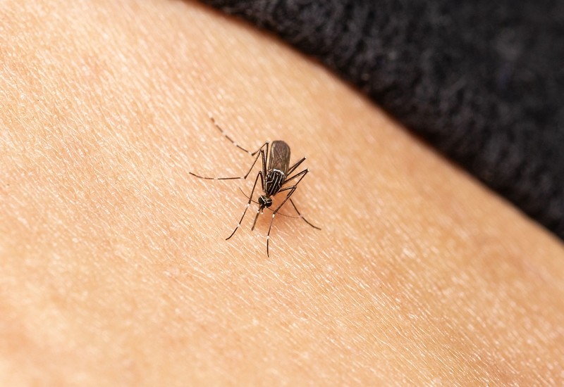 Mosquitoes carrying tropical diseases are spreading across Europe