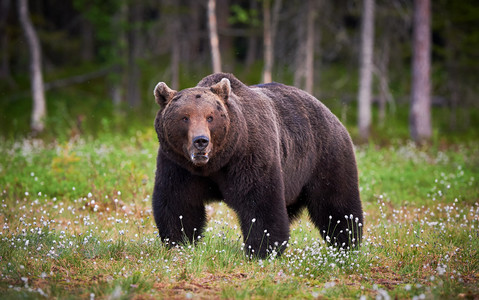Szef władz prowincji Trydent chce dać mieszkańcom spray przeciwko niedźwiedziom