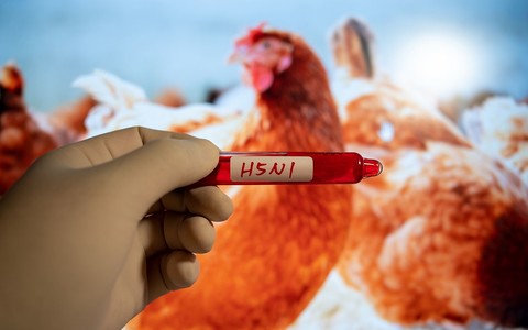 Moderna pracuje nad szczepionką przeciwko ptasiej grypie