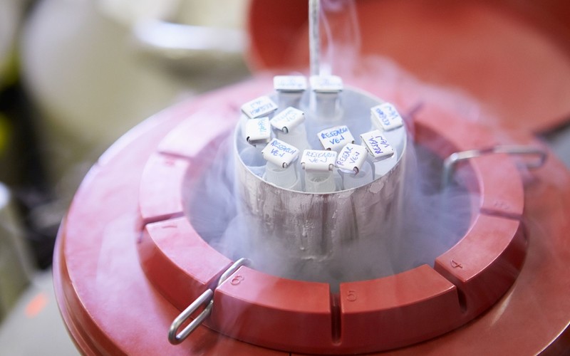 Skandal w australijskich klinikach: Zamrożona sperma i komórki jajowe muszą być zniszczone