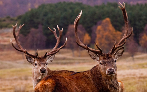 "Brytyjskie jelenie trzeba jeść". Zwierzęta zagrażają lokalnym ekosystemom?