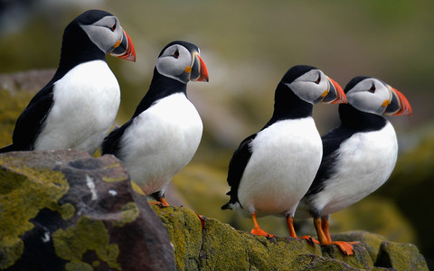 A quarter of Britain's birds at serious risk of extinction