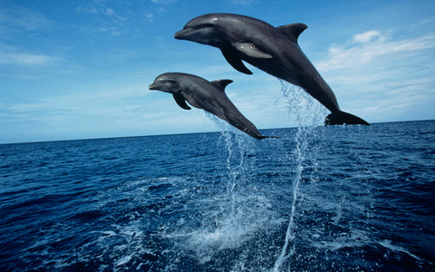 Delfiny w Kornwalii. Ssaki konkurowały z surferami