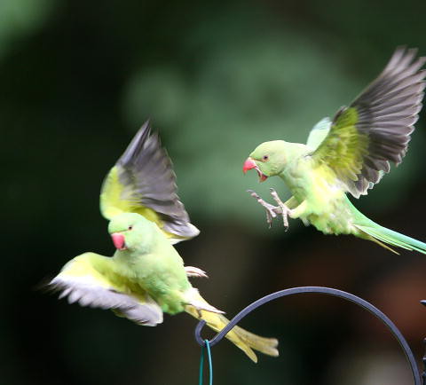 Londoners start feeding parakeets alongside pigeons after surge in number of birds