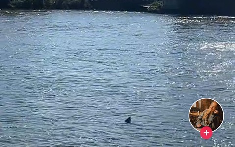 Shark spotted in the River Thames in London