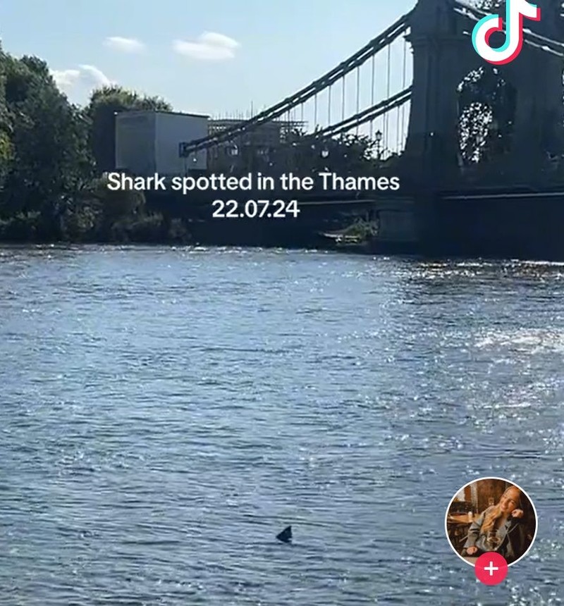 Shark spotted in the River Thames in London