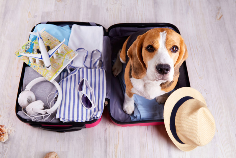 Survey: 60 per cent of Poles will leave their dog or cat with relatives when going on holiday