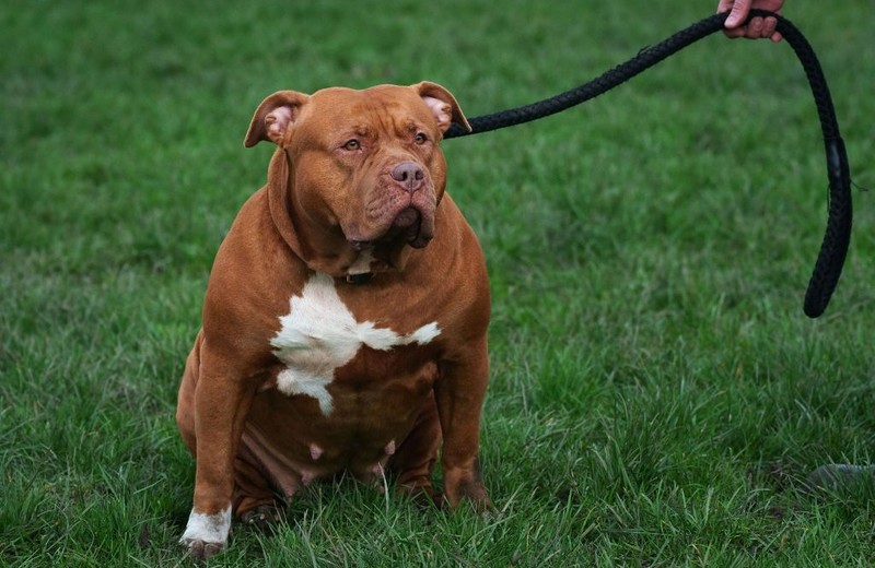 Man killed by his XL bully - as police shoot dog to prevent risk to other people