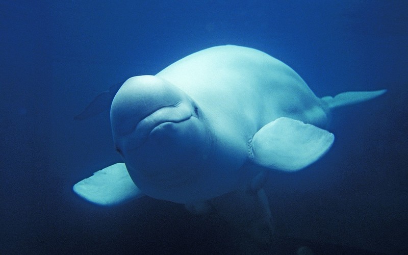 ‘Russian spy’ whale Hvaldimir found dead in Norway