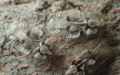 Rare tree bugs that can 'bite' humans found in central London, warn forestry chiefs 