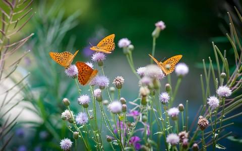 Wildlife experts warn of 'butterfly emergency' after count reveals record low numbers