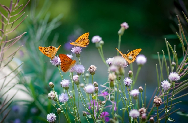 Wildlife experts warn of 'butterfly emergency' after count reveals record low numbers