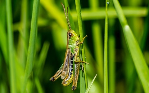 Grasshoppers can help feed humans