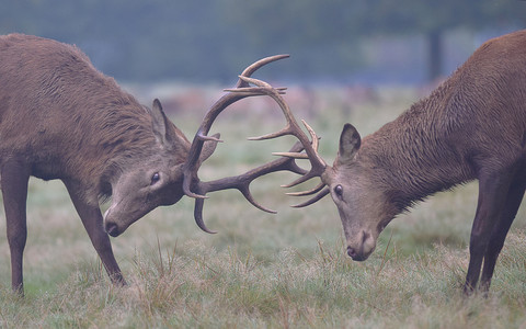 Rutting stags can be dangerous, Royal Parks warns Londoners amid mating season