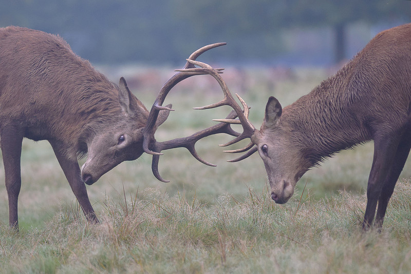 Rutting stags can be dangerous, Royal Parks warns Londoners amid mating season