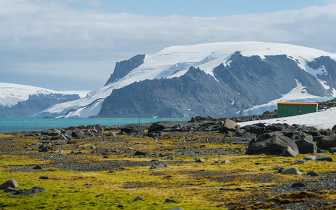 Parts of Antarctica are turning green faster than we thought 