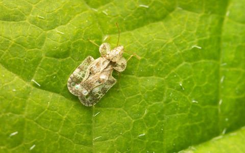 Hunt for invasive bug damaging London trees