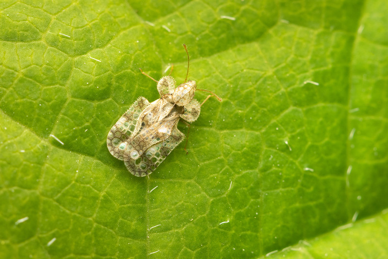 Hunt for invasive bug damaging London trees