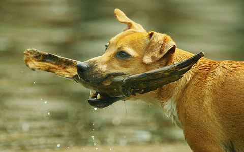 Dogs contaminate London ponds with parasite medications, finds study