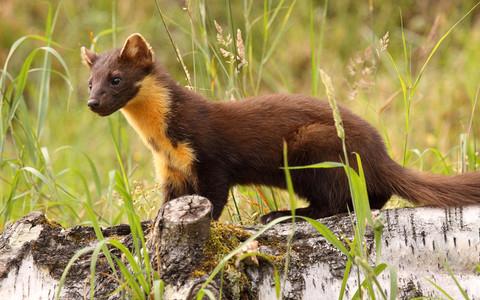 Pine Marten returns to south-west England