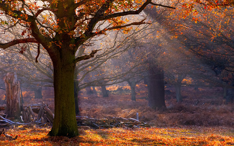 The South London park that's been named the prettiest place in autumn in the whole of the UK