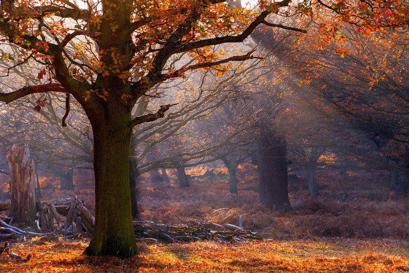 The South London park that's been named the prettiest place in autumn in the whole of the UK