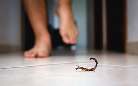 Stowaway creepy crawlies on the rise in UK, expert warns