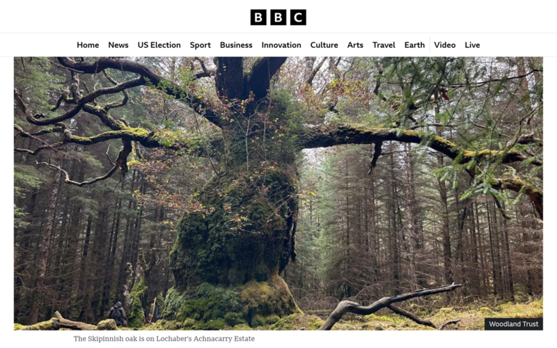 Ancient oak named after a band is UK Tree of the Year