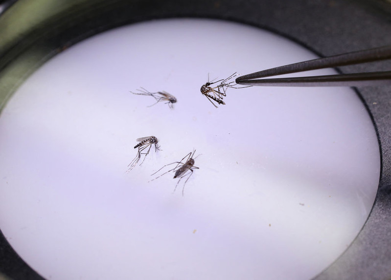 Mosquito-borne viruses will be found in our environment with increasing frequency