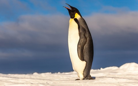 First emperor penguin found in Australia after 2,000-mile journey from Antarctica