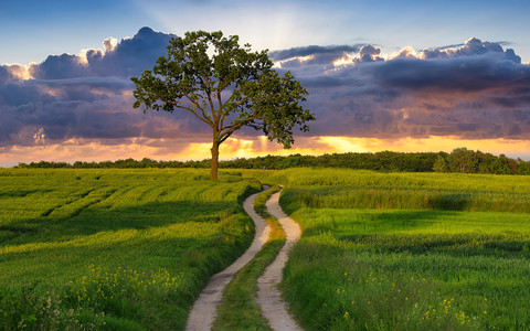 The Tree of the Year plebiscite has started. The winner will represent Poland in Europe