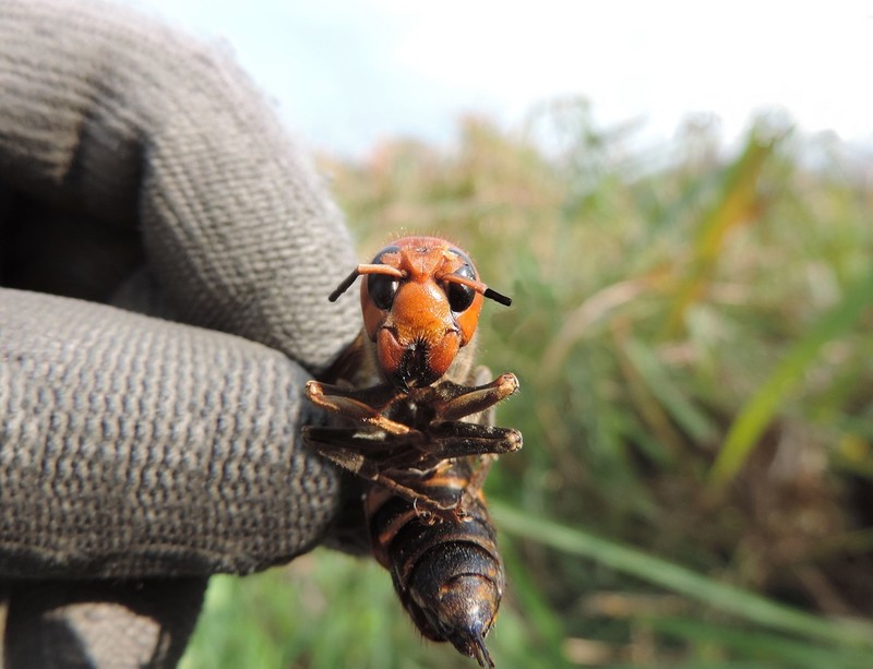 Another species of Asian hornet has appeared in Europe