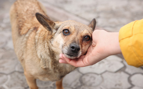 UK: RSPCA reveals 'shocking' increase in animal abandonment 