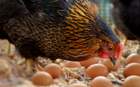 Major supermarkets back call to ban cages for UK hens