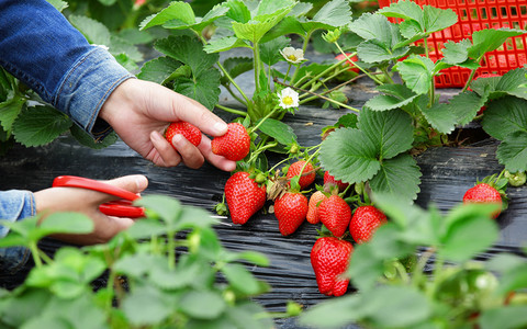 France: The strawberry growers would have spiked without Poles