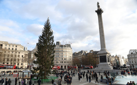 Londyn: Na Trafalgar Square stanęła choinka przetransportowana z Norwegii. Niektórzy ją krytykują