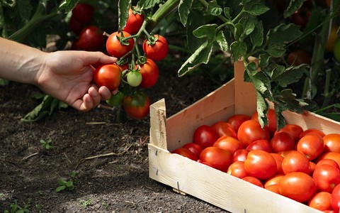 ‘Italian’ purees in UK supermarkets likely to contain Chinese forced-labour tomatoes